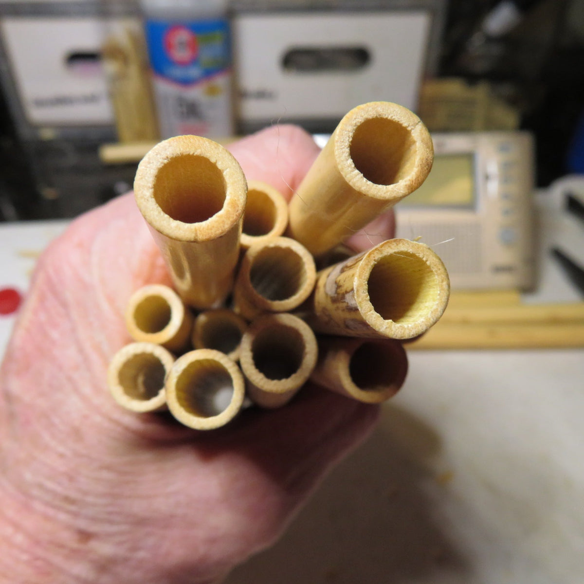 Oboe Cane Is A Weed – Magic Reed